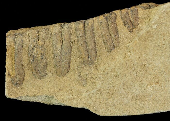 Pennsylvanian Fossil Fern (Alethopteris) - Kansas #65465